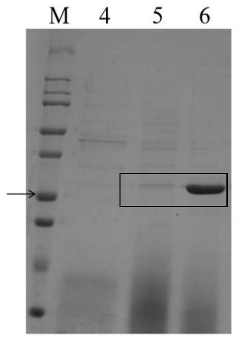 Zearalenone hydrolase with improved trypsin resistance