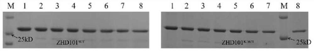 Zearalenone hydrolase with improved trypsin resistance