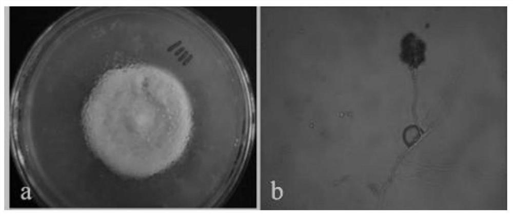 Indole alkaloid compound as well as preparation method and application thereof