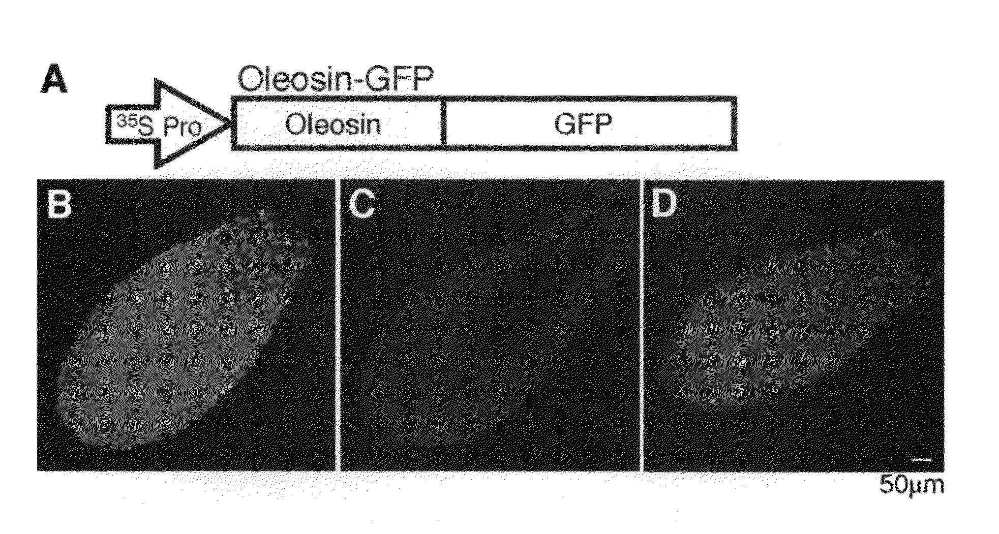 Method for evaluating oil-and-fat amount in seed and method for screening for plant exhibiting varied level of oil-and-fat content