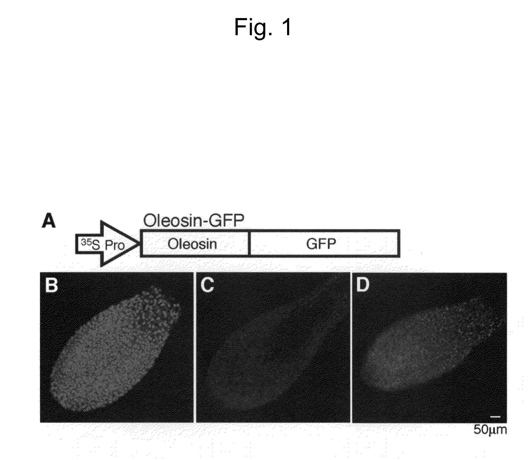 Method for evaluating oil-and-fat amount in seed and method for screening for plant exhibiting varied level of oil-and-fat content