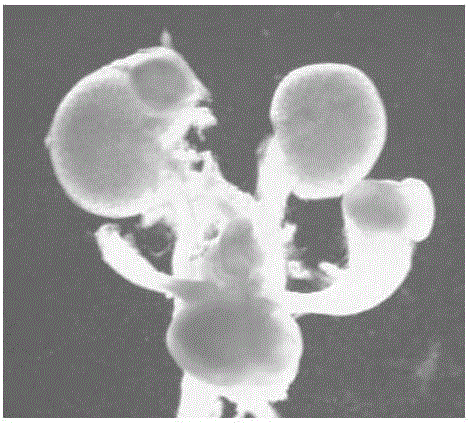 Method for establishing horseshoe kidney animal model