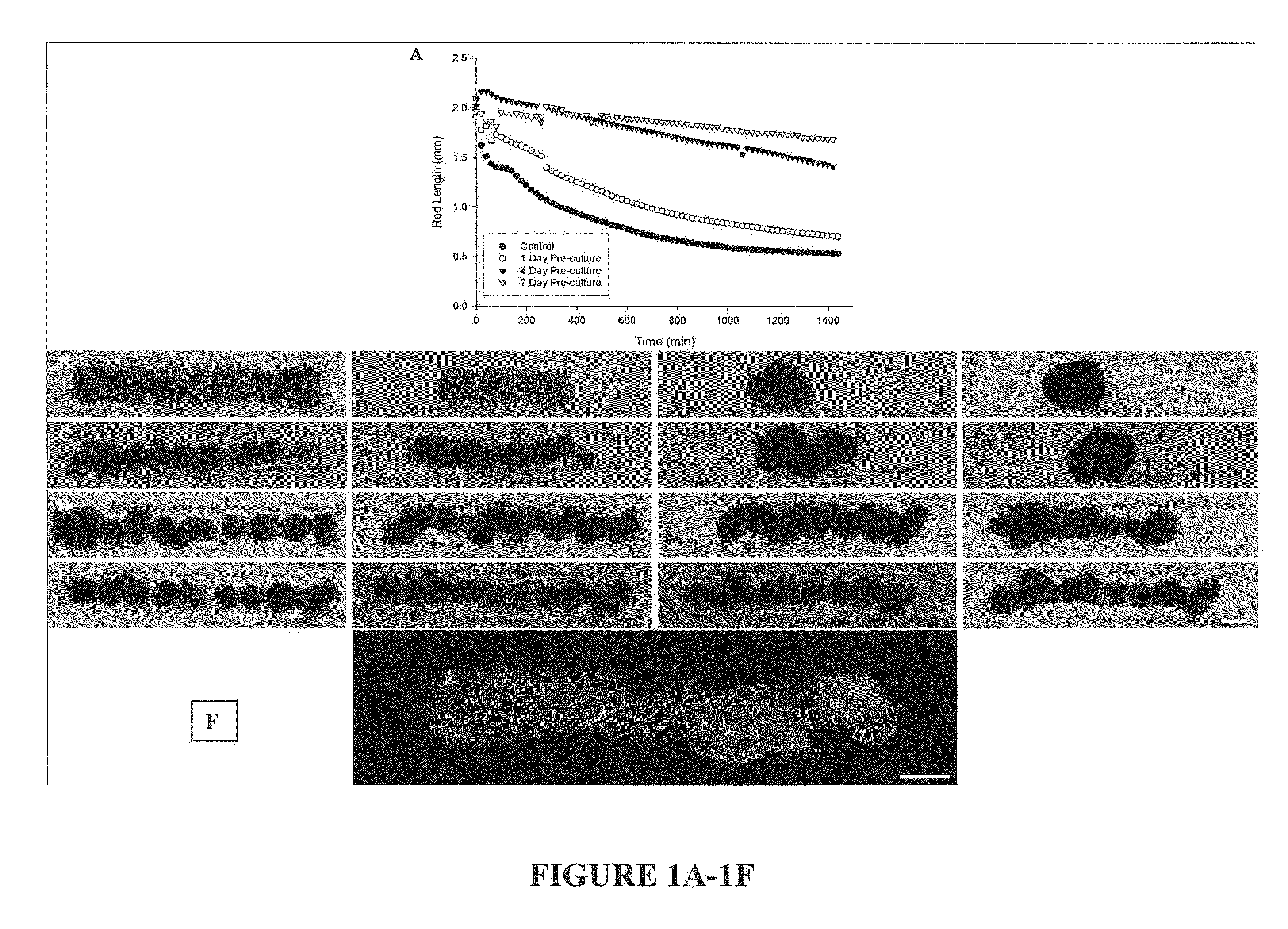 Assays and methods for fusing cell aggregates to form proto-tissues