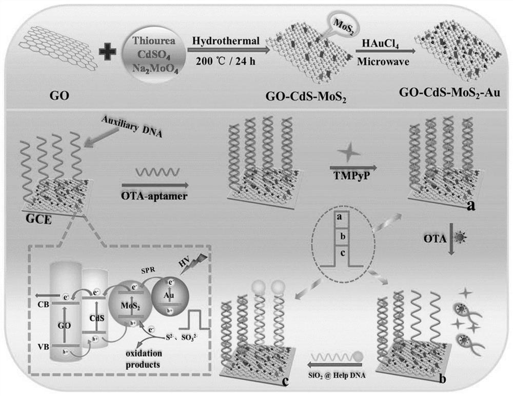 A photoelectrochemical detection method for ochratoxin a based on double signal amplification