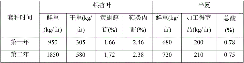 Leaf picked ginkgo biloba and pinellia ternate interplanting cultivation method