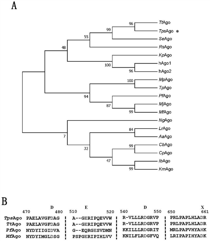 Characterization and application of Novel high-temperature Argonaute protein TpsAgo