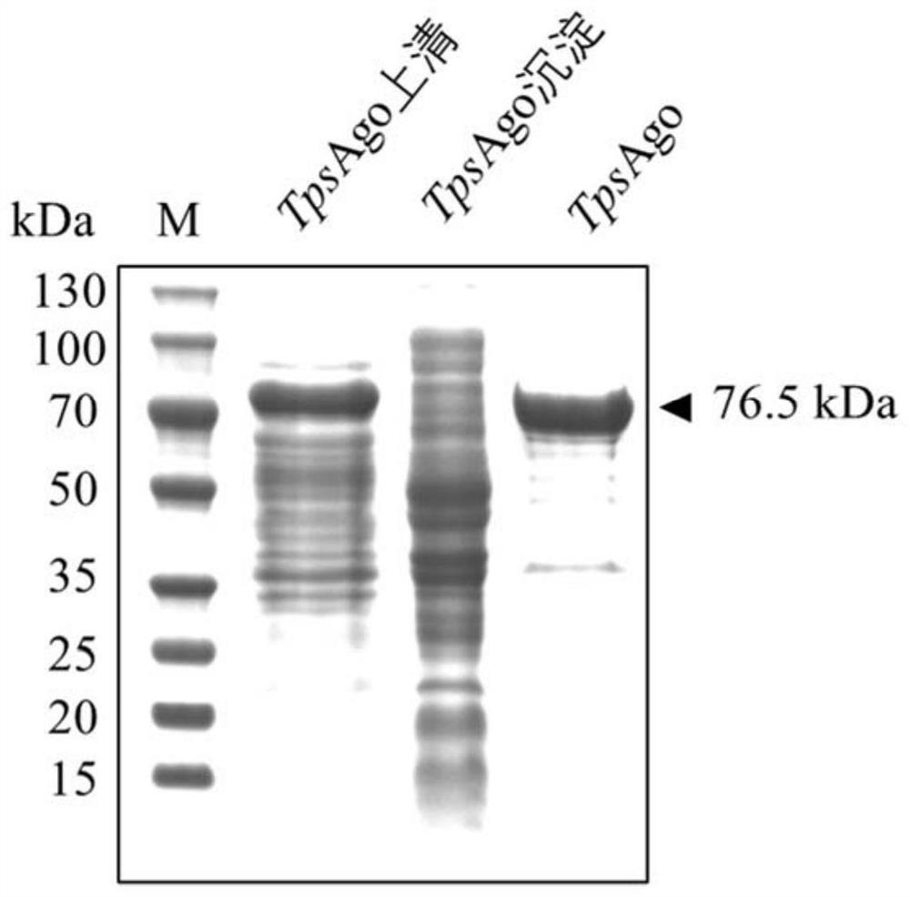 Characterization and application of Novel high-temperature Argonaute protein TpsAgo