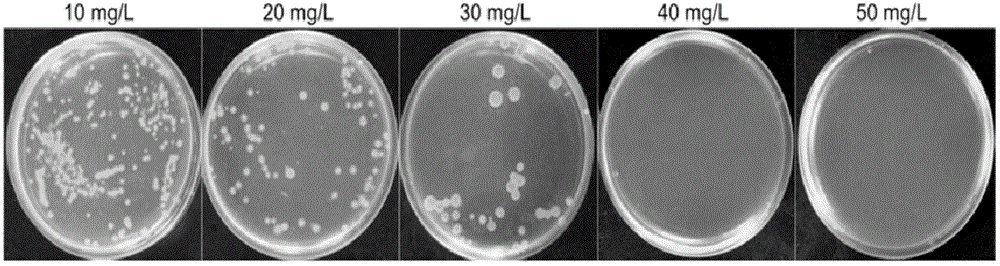 Method for transforming gene of crypthecodinium cohnii producing docosahexaenoic acid (DHA)