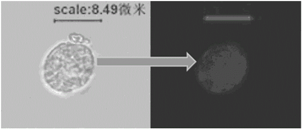 Method for transforming gene of crypthecodinium cohnii producing docosahexaenoic acid (DHA)