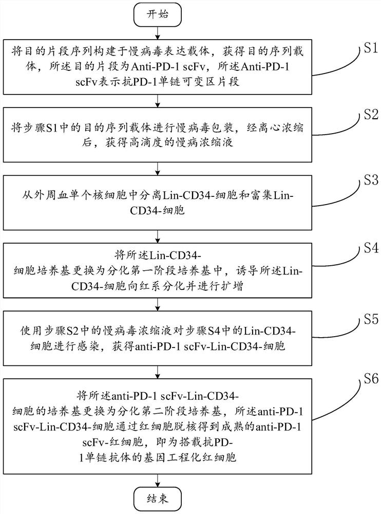 Genetically engineered red blood cells carrying anti-PD-1 single-chain antibody and preparation method thereof