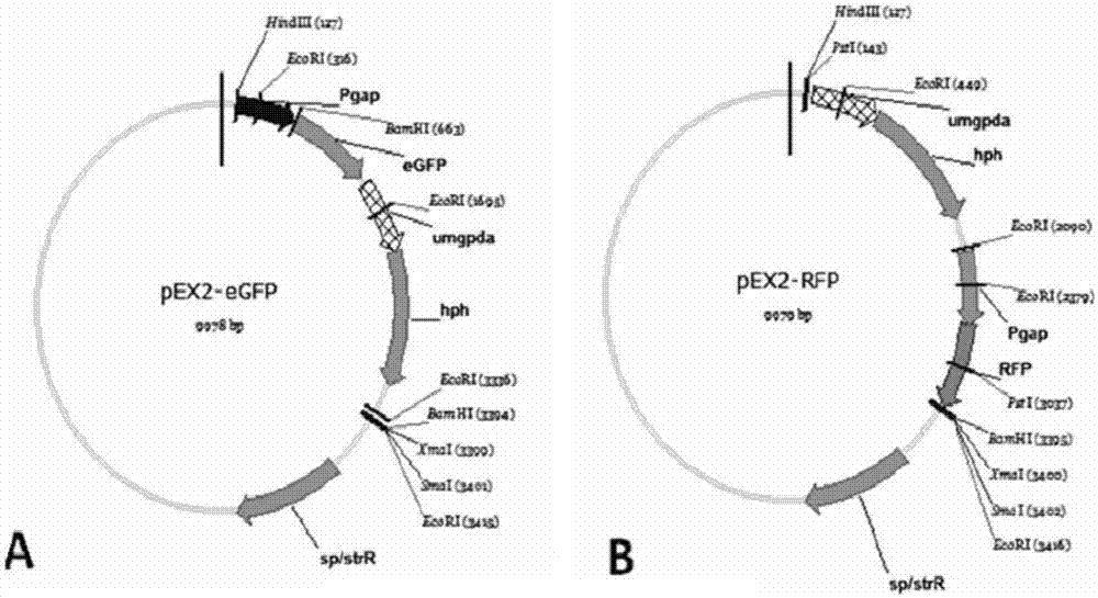 Agrobacterium tumefacien mediated genetic transformation method for ustilago esculenta