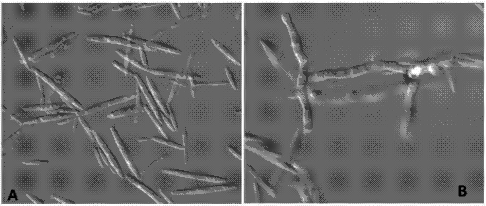 Agrobacterium tumefacien mediated genetic transformation method for ustilago esculenta