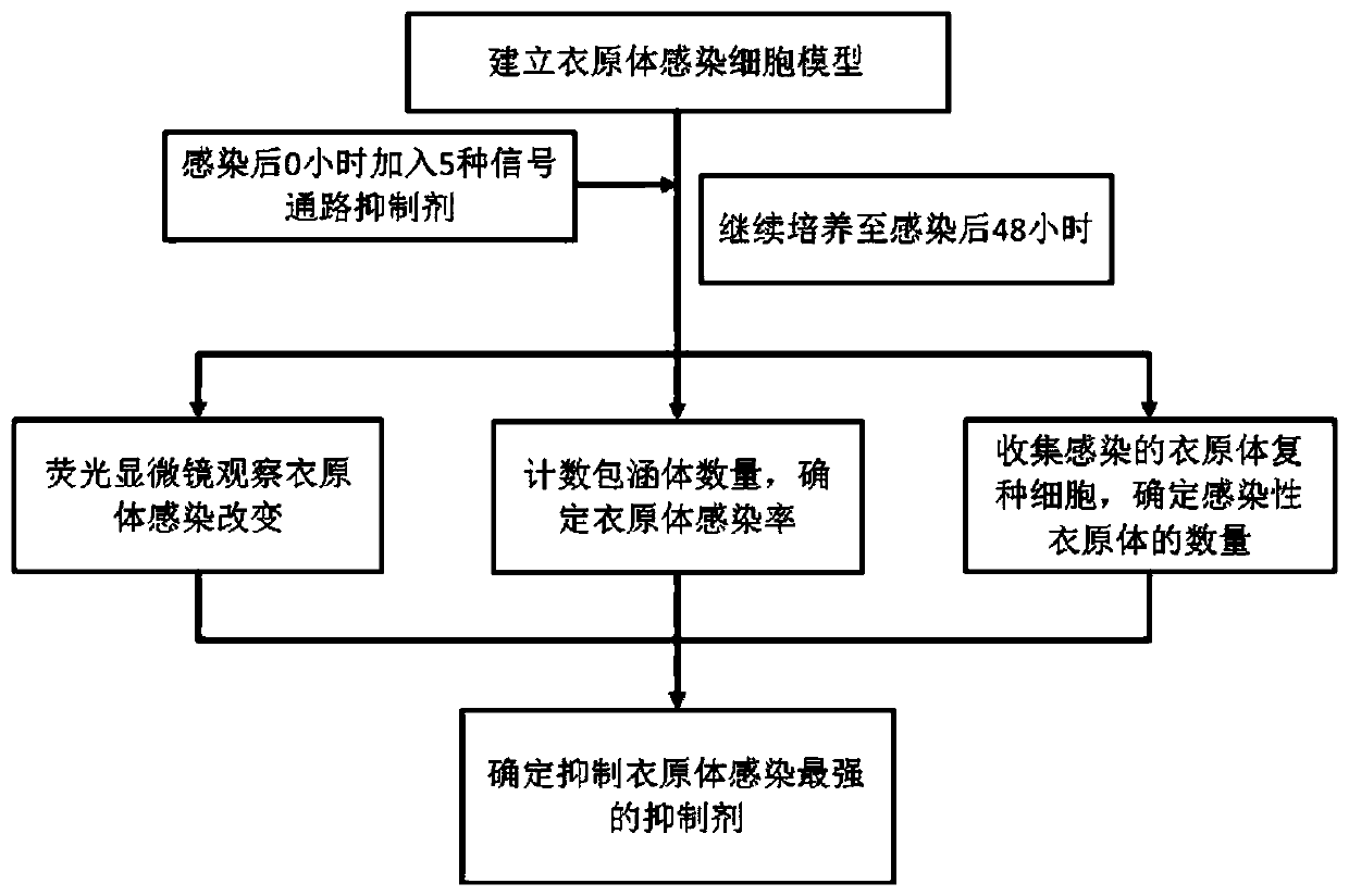 Application of ERK signal pathway small molecule inhibitor in inhibiting chlamydia infection