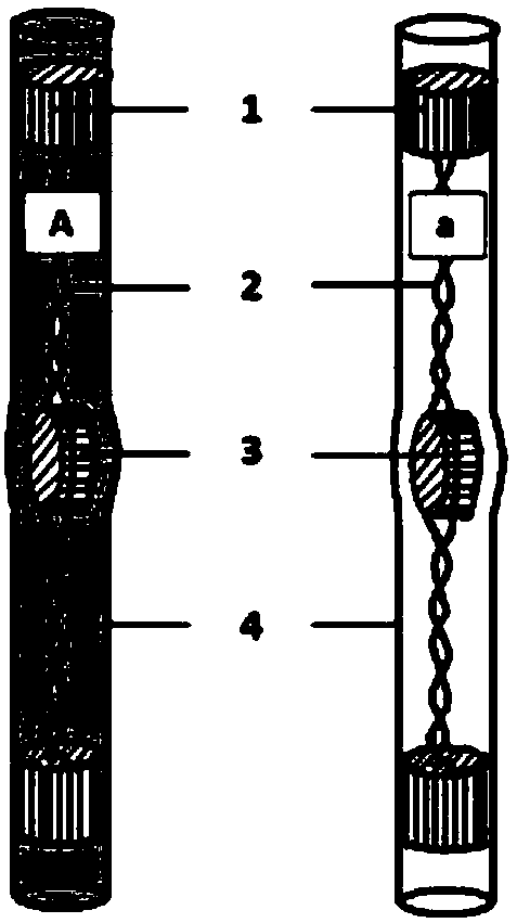 An educational model that demonstrates cell division