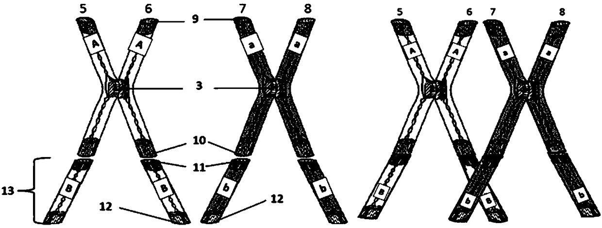 An educational model that demonstrates cell division