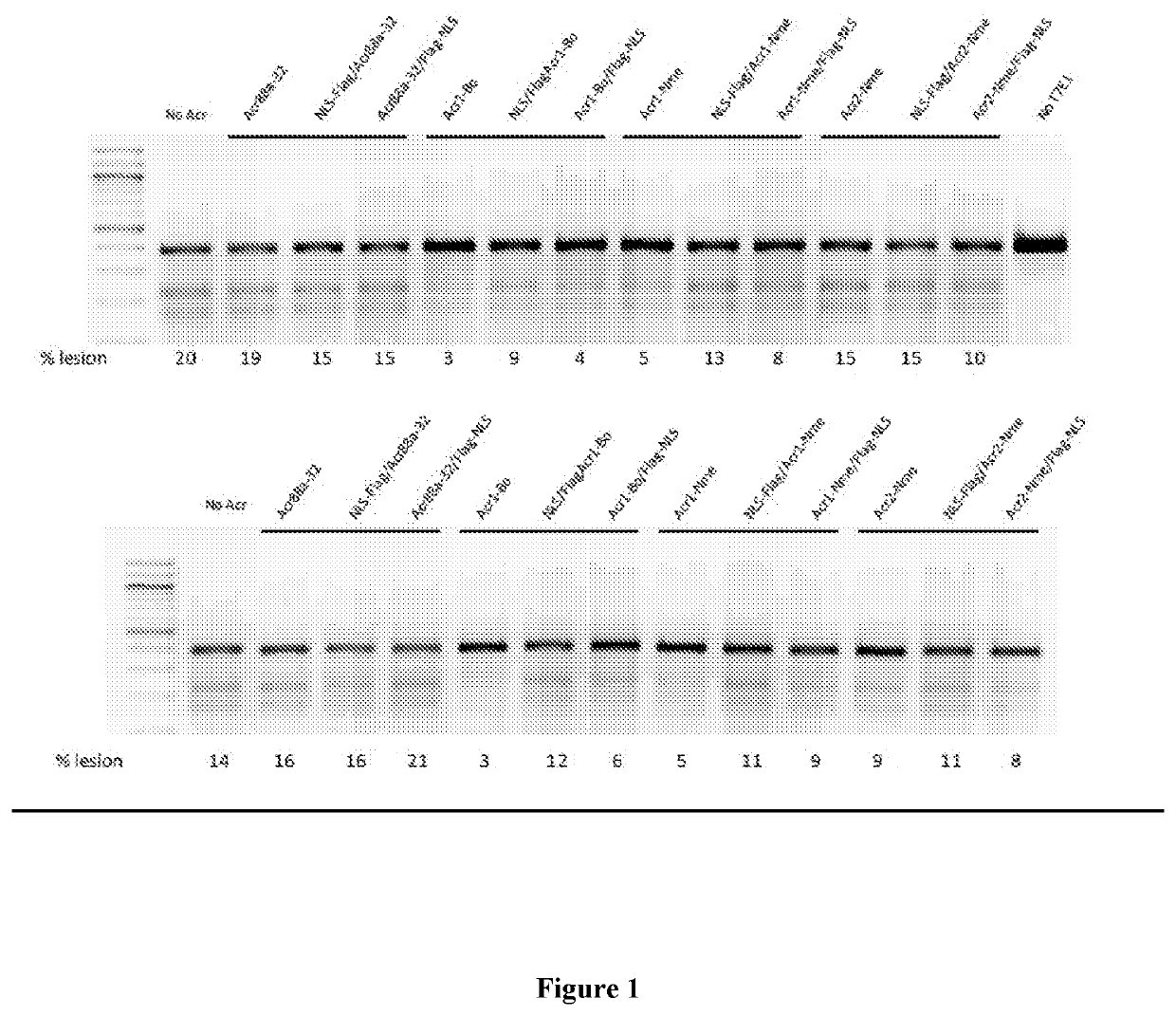 Anti-crispr compounds and methods of use