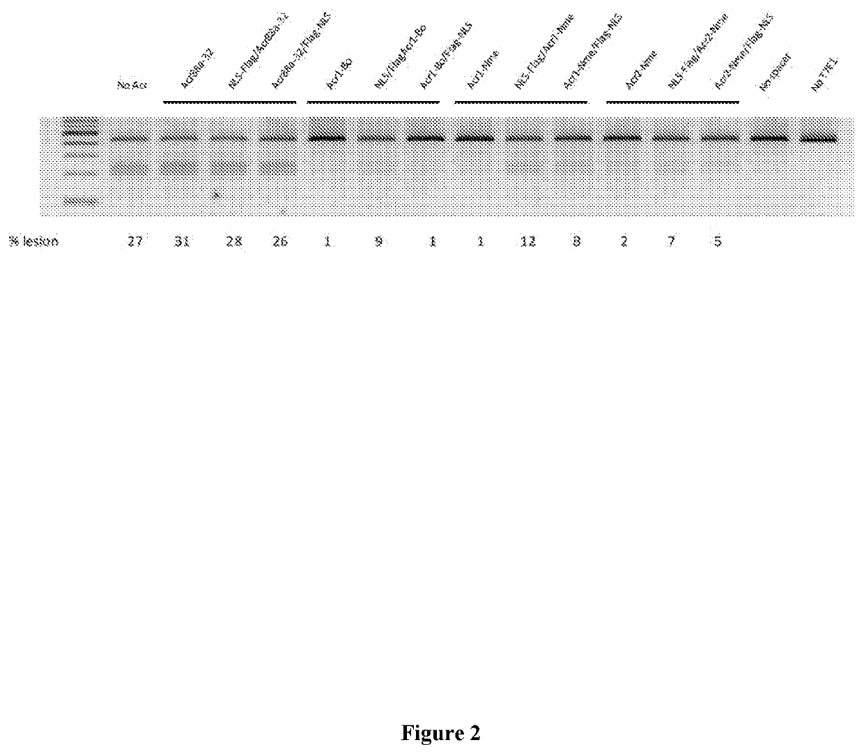 Anti-crispr compounds and methods of use