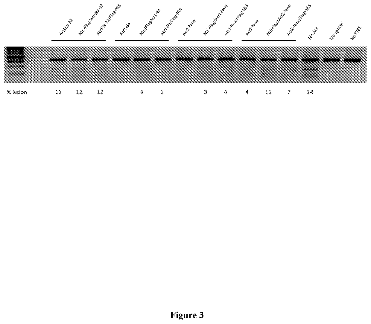 Anti-crispr compounds and methods of use