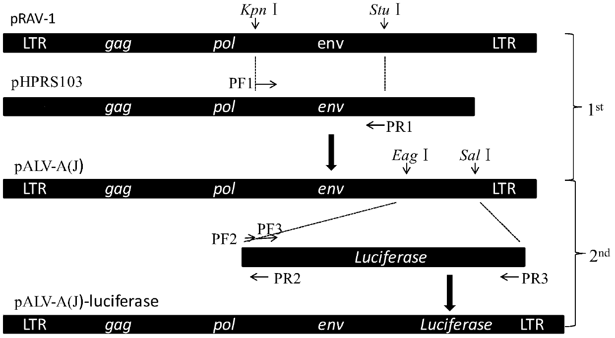 A kind of recombinant a subgroup avian leukemia virus capable of expressing alv-j envelope protein and its construction method and use