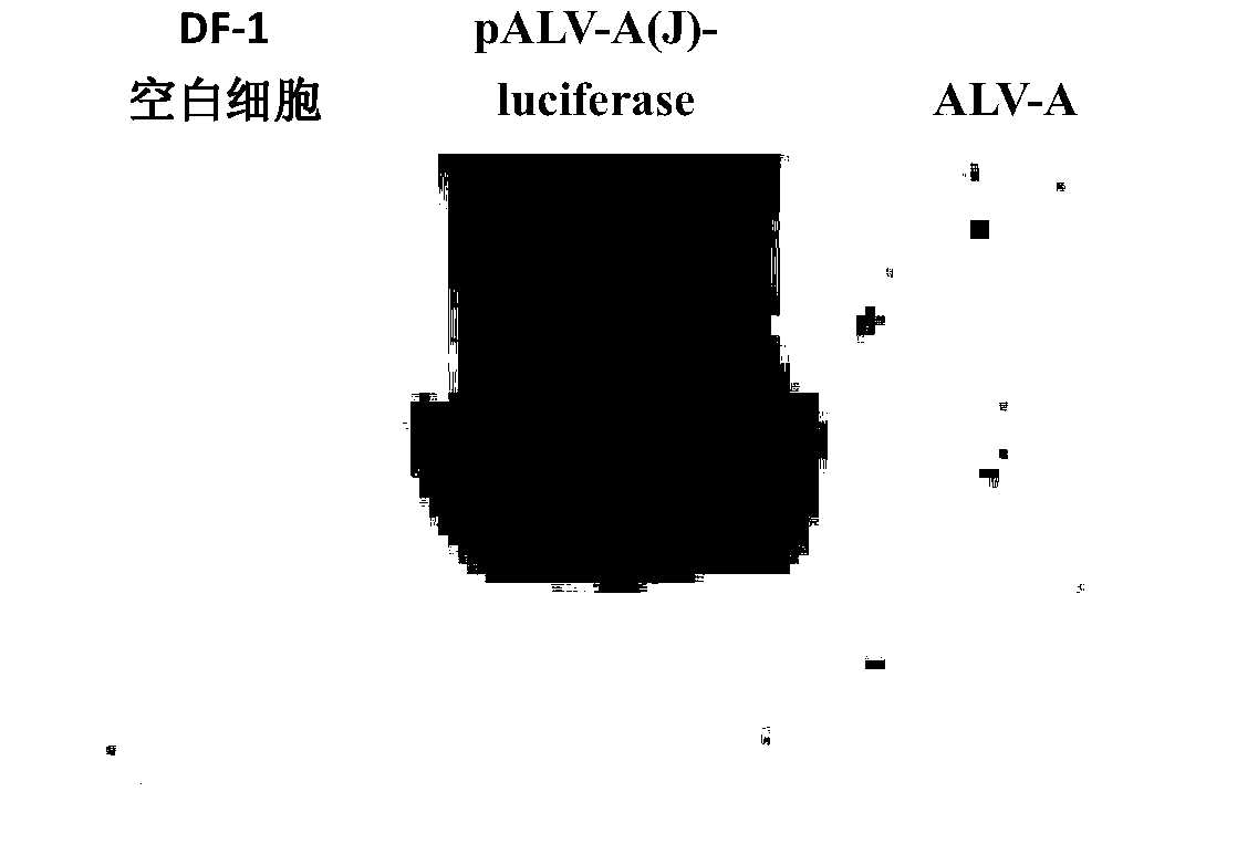 A kind of recombinant a subgroup avian leukemia virus capable of expressing alv-j envelope protein and its construction method and use