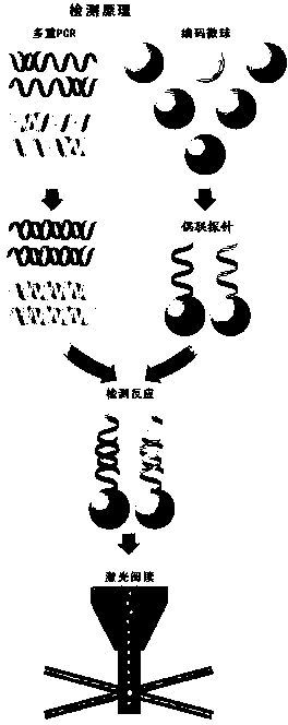 Triple detection method of arbovirus liquid chips