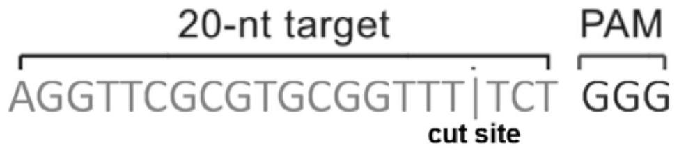 Recombinant adenovirus vaccine for African swine fever and construction method of recombinant adenovirus vaccine