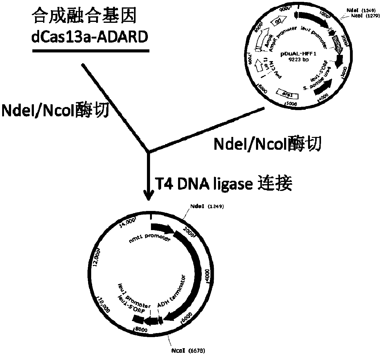 RNA site-directed editing technology based on CRISPR (Clustered Regularly Interspaced Short Palindromic Repeats)-Cas13a