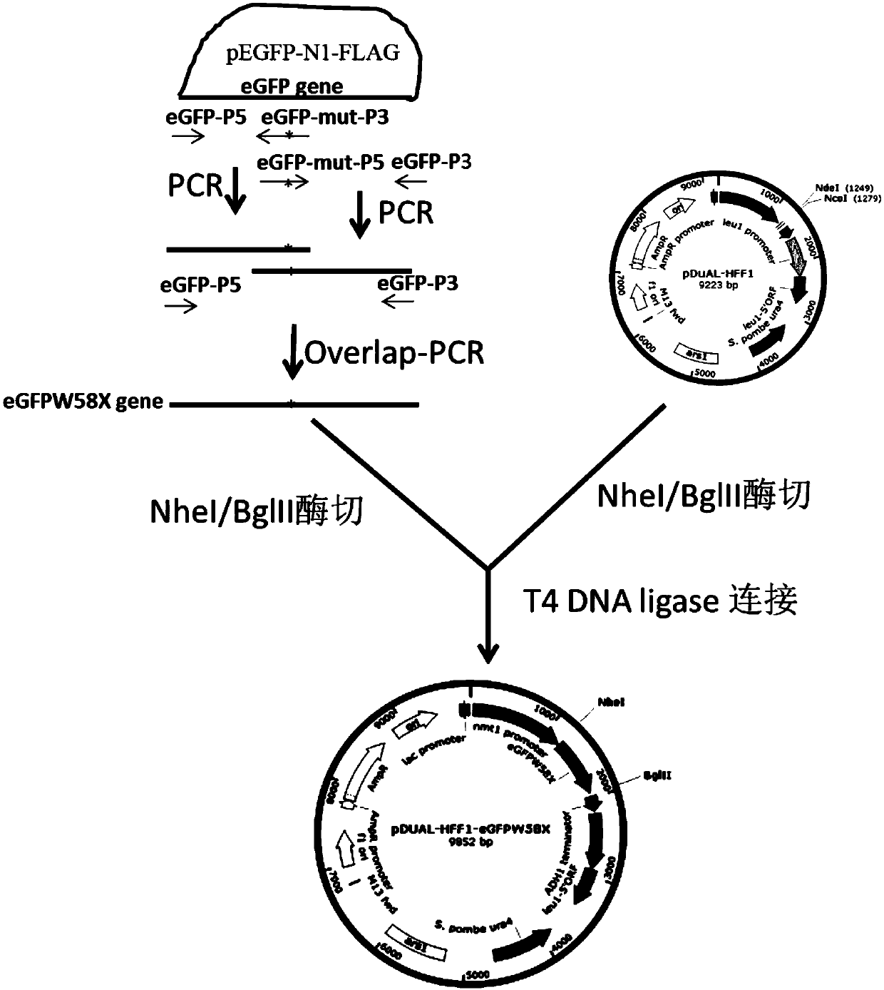 RNA site-directed editing technology based on CRISPR (Clustered Regularly Interspaced Short Palindromic Repeats)-Cas13a