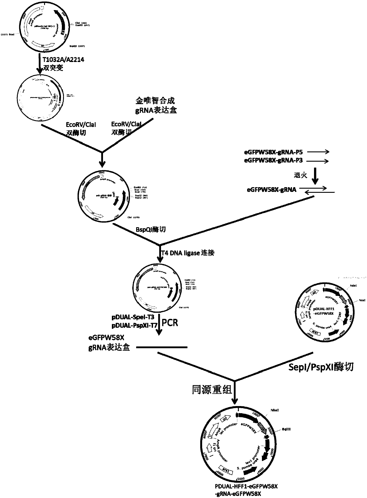 RNA site-directed editing technology based on CRISPR (Clustered Regularly Interspaced Short Palindromic Repeats)-Cas13a