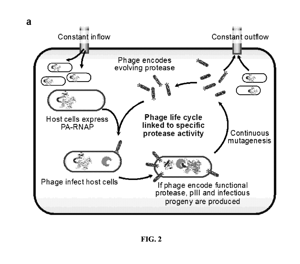 Evolution of proteases