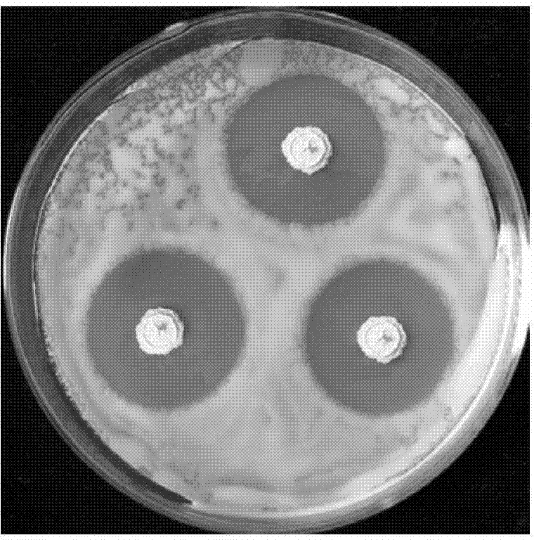 Antagonistic bacteria S20 for controlling peanut bacterial wilt, organic microbiological fertilizer prepared thereby, and application