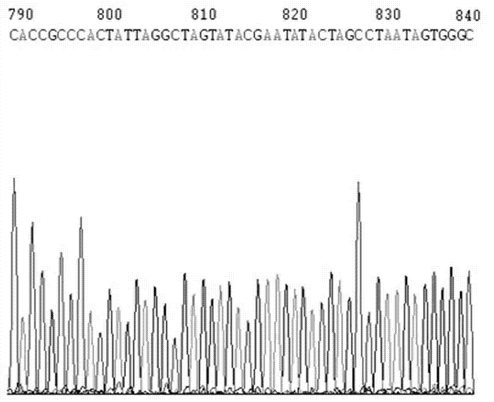 Npro207shRNA for inhibiting classical swine fever virus replication and preparation method thereof