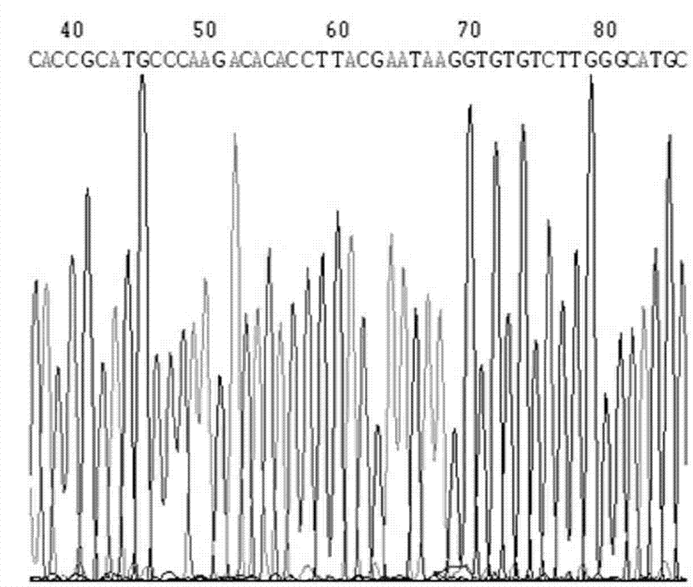 Npro207shRNA for inhibiting classical swine fever virus replication and preparation method thereof