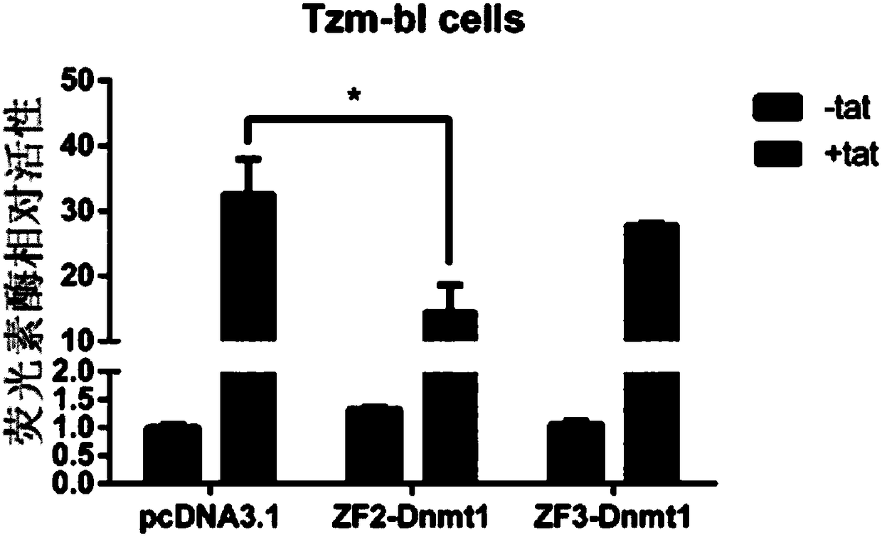 Expression vector for targeted inhibition of HIV-1 provirus expression as well as preparation method and application of expression vector