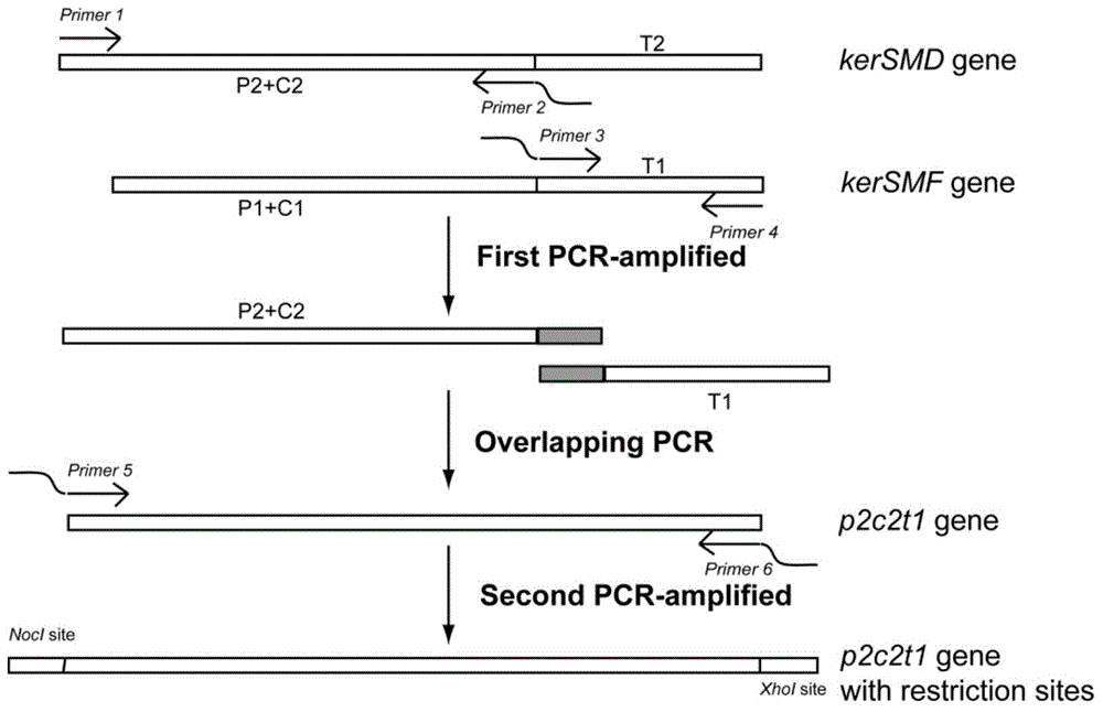 Keratinase mutant with improved thermal stability and preparation method thereof