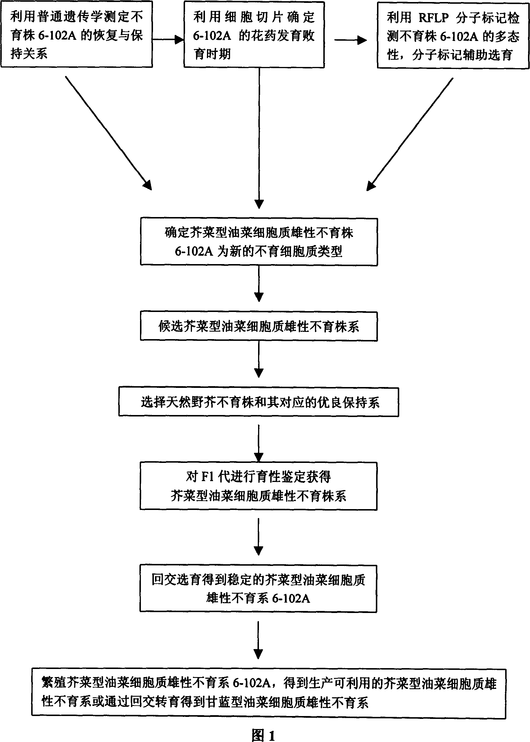 Selective breeding method for rape cytoplasmic male sterile line