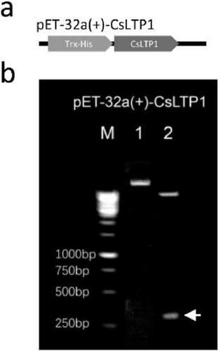 Preparation and application of citrus natural bacteriostatic protein CsLTP1