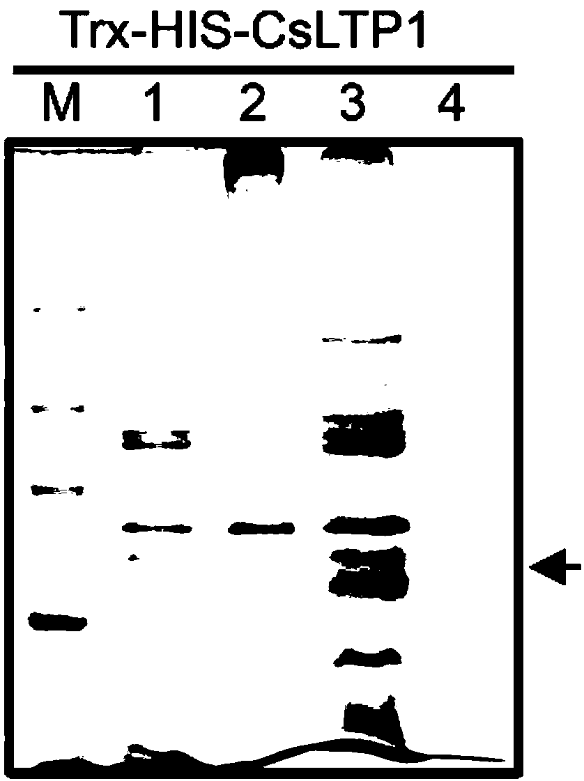 Preparation and application of citrus natural bacteriostatic protein CsLTP1