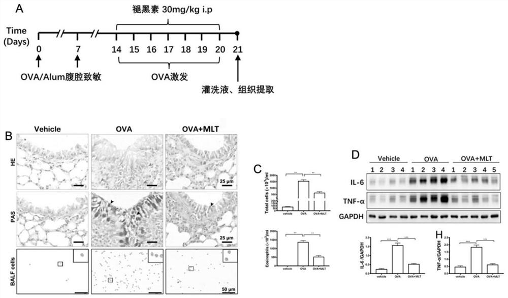 Application of melatonin in preparation of medicine for inhibiting expression of novel coronavirus SARS-CoV-2 receptor