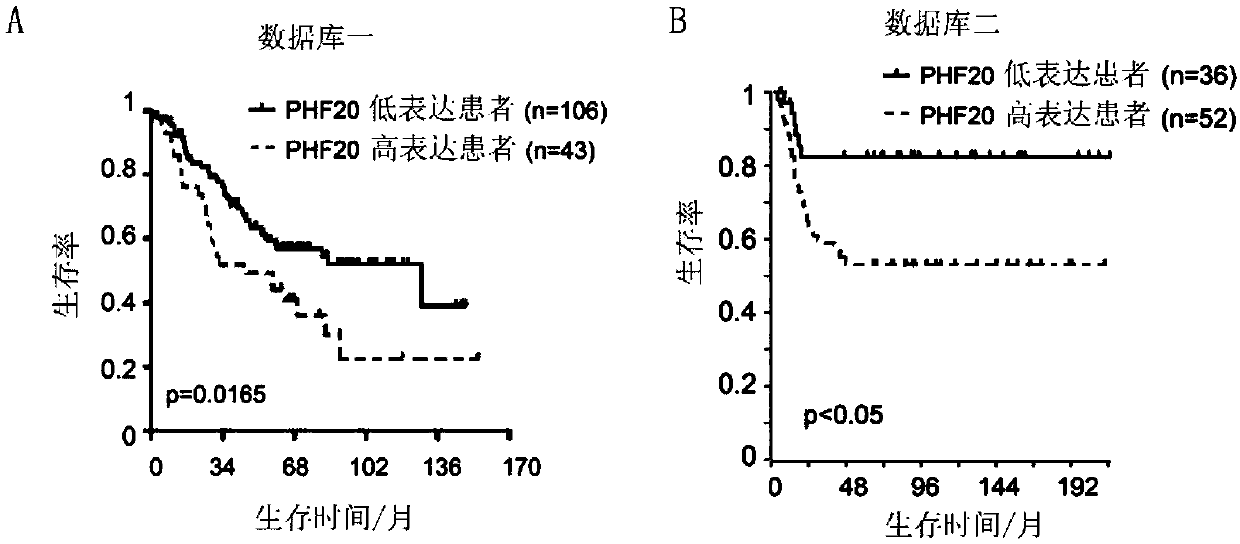 Neuroblastoma-related tumor marker and application thereof