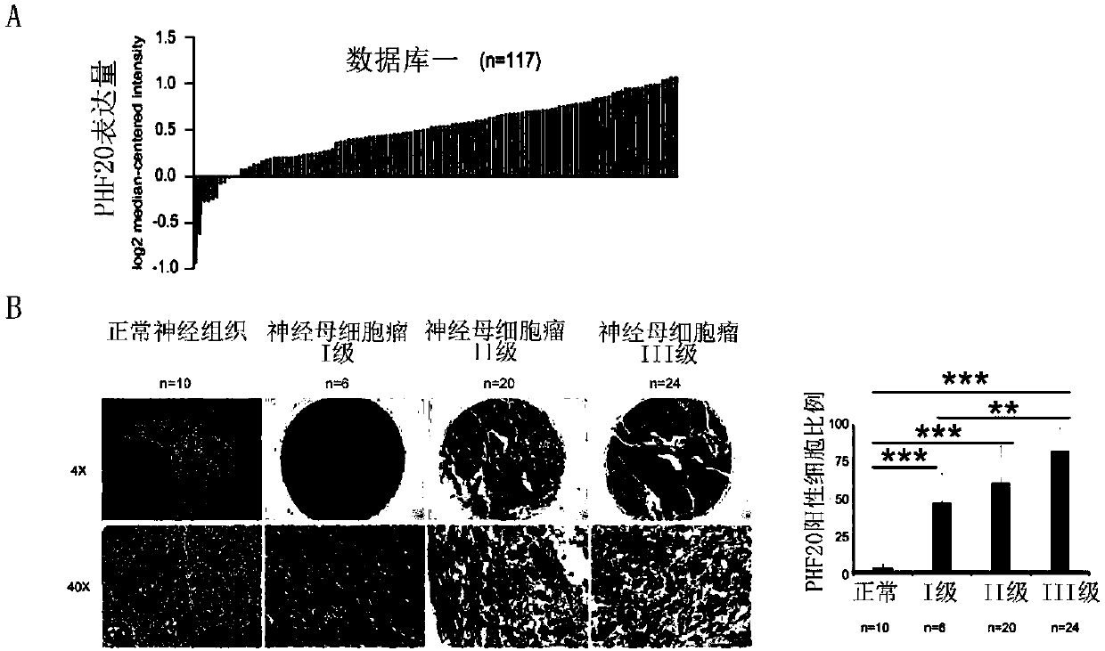 Neuroblastoma-related tumor marker and application thereof