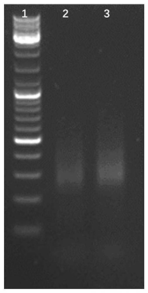 Preparation and application of a kind of tn5 mutant enzyme