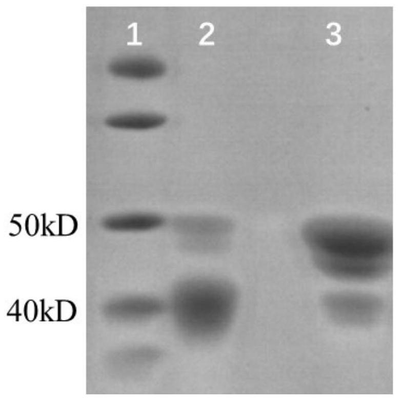 Preparation and application of a kind of tn5 mutant enzyme