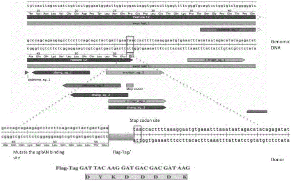 Endogenous protein marking method used for Chip-seq genome-wide binding spectrum