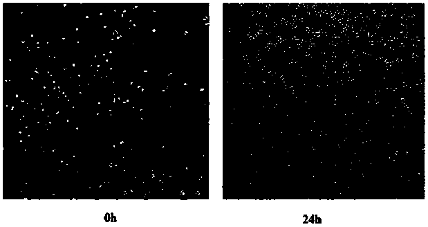 A Method for Estimating the Toxicity Contribution Ratio of Metal Nanoparticle Ions and Nano Effects