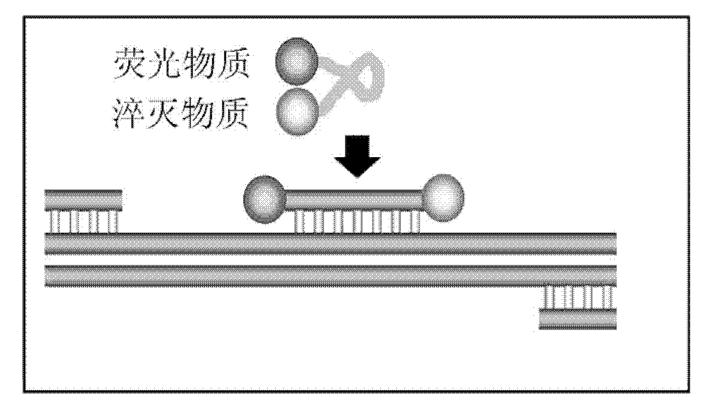 Kit and method for detecting porcine circovirus type-2 (PCV-2) and subtypes thereof