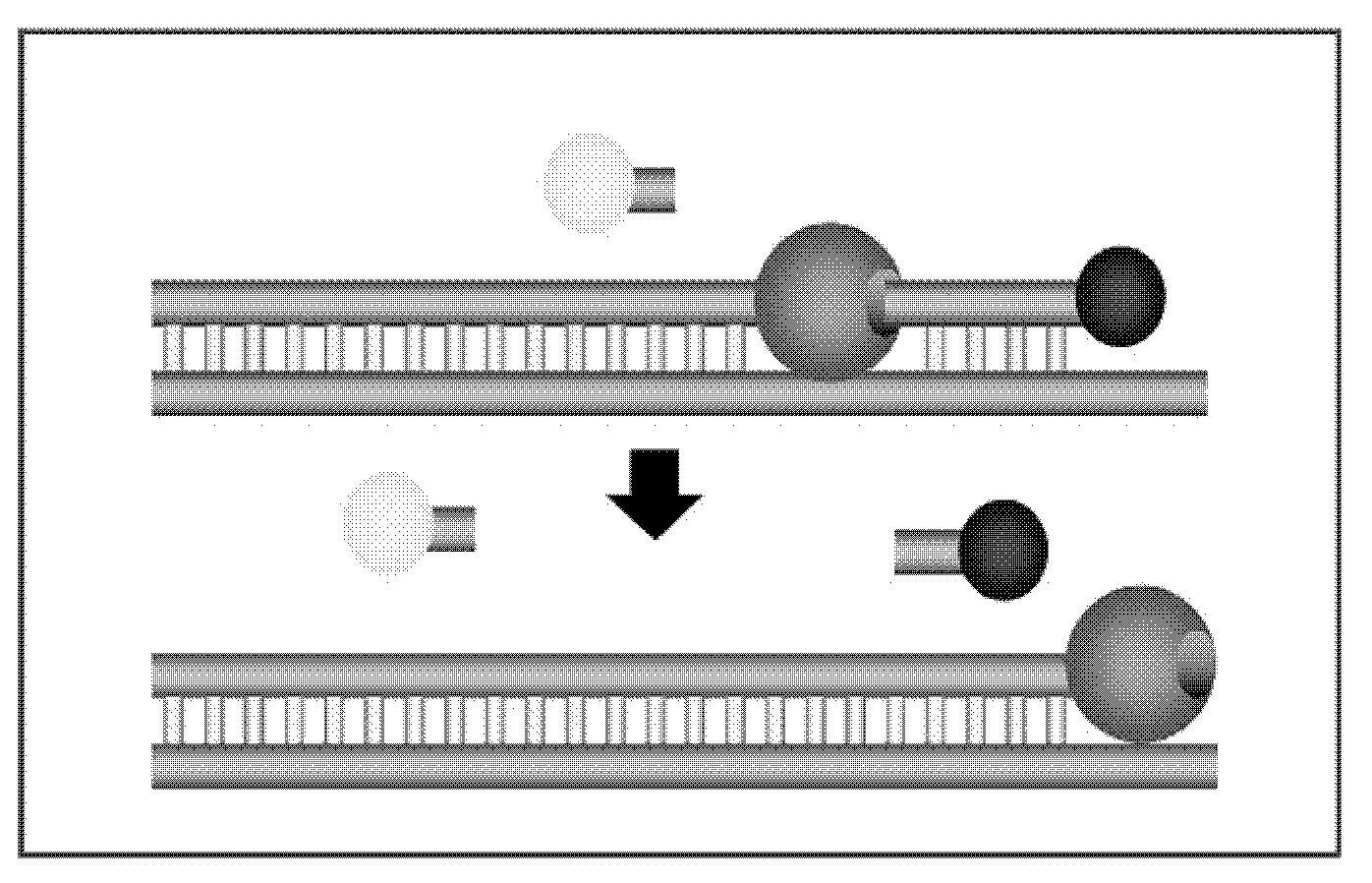 Kit and method for detecting porcine circovirus type-2 (PCV-2) and subtypes thereof