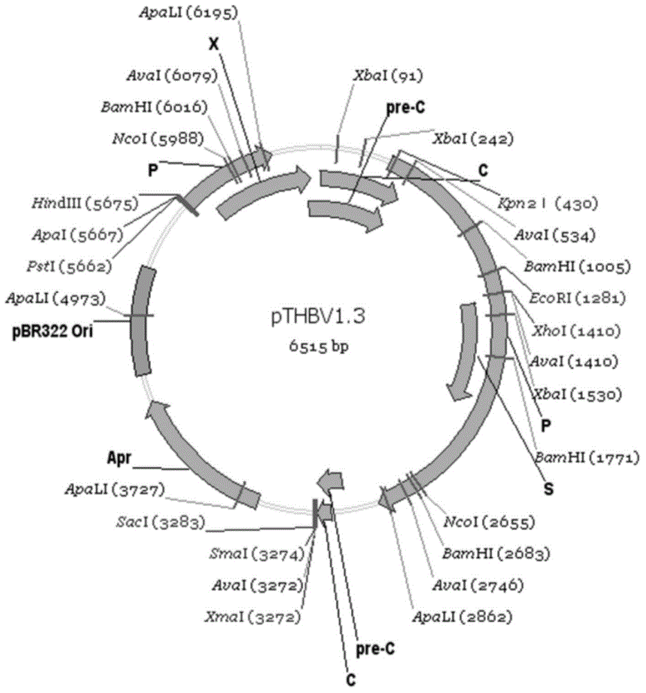 Human liver cancer cell line and its application for observing the life cycle of hepatitis B virus in cells