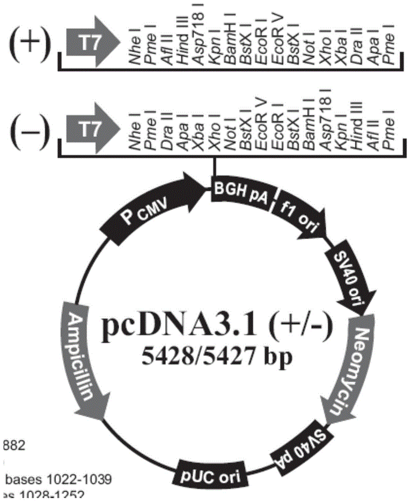 Human liver cancer cell line and its application for observing the life cycle of hepatitis B virus in cells