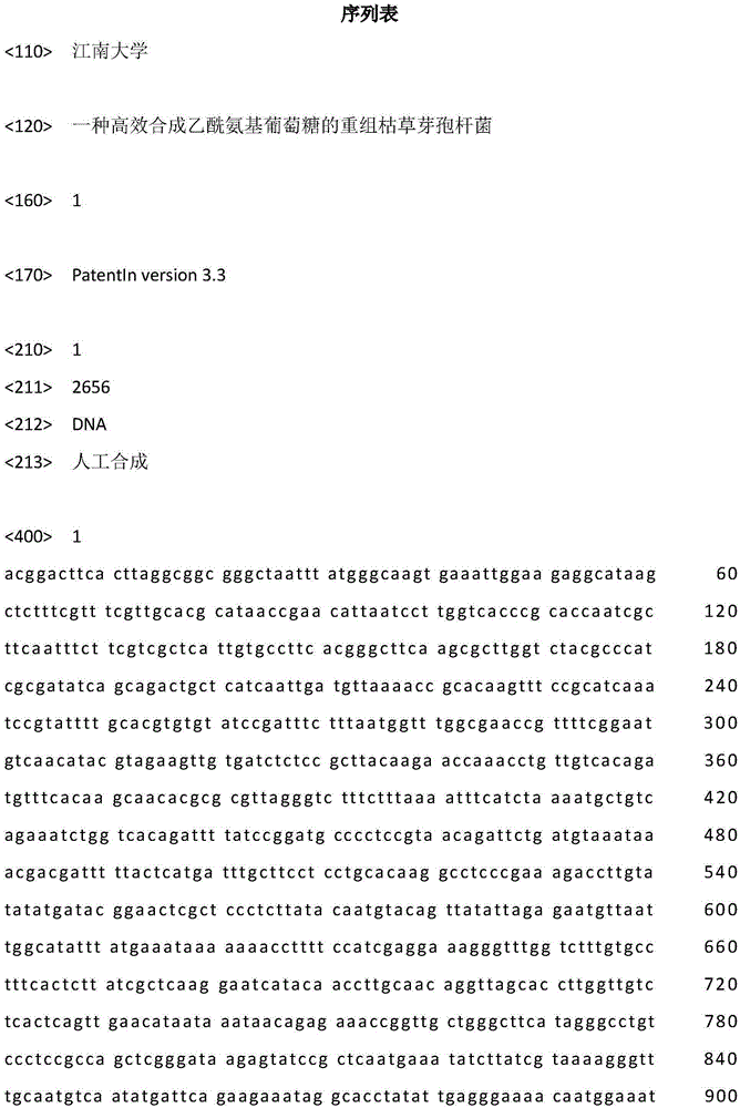 Recombinant bacillus subtilis for efficiently synthesizing acetylglucosamine